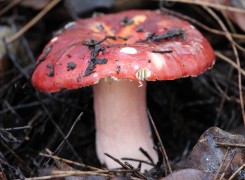Southwest Western Australia Fungi