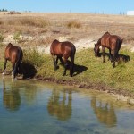 Horses by the Dam