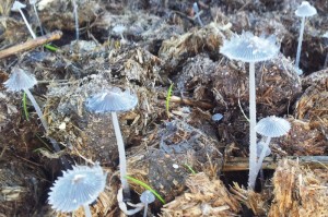 coprinopsis cinerea