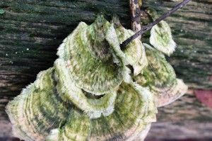 trametes versicolor