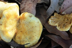 paxillus infundibuliformis