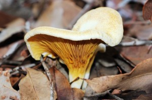 fungus funnel paxillus