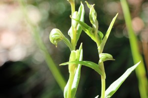 greenhood orchid