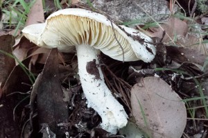 poisonous mushroom amanita
