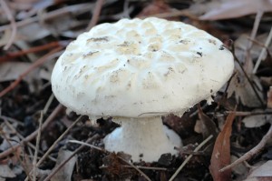 white veiled amanita poisonous mushroom