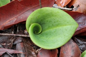 red beak orchid leaf