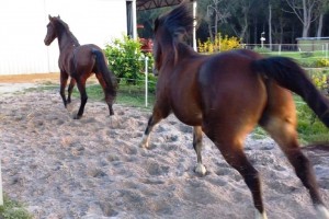 Horses Bowie and Flash getting ready