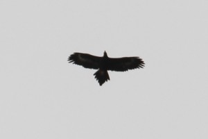 Wedge Tailed Eagle