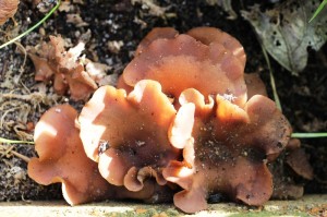 pink chantarelle