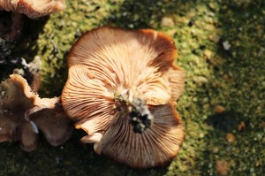 chantarelle