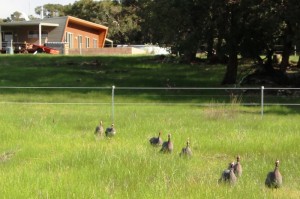 guineas