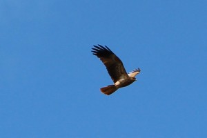 Whistling Kite