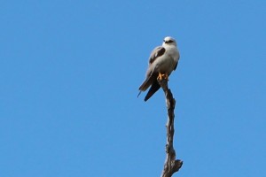 black shouldered kite