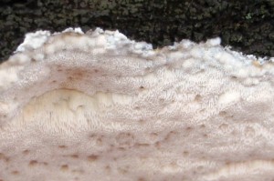 bracket fungus undersurface