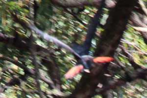 male red-tailed black cockatoo