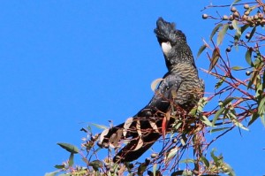 female red-tailed black cockatoo